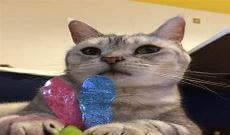 戴上猫耳猫尾