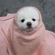 猫咪微信头像高清
