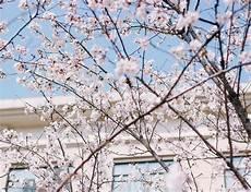 樱花树下的约定