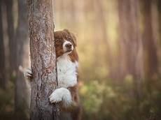 柴犬壁纸手机壁纸 逗比